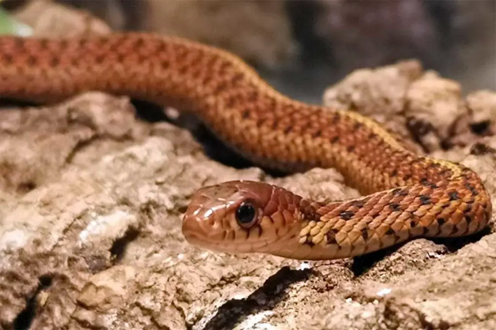 female erythristic garter thamnophis snake