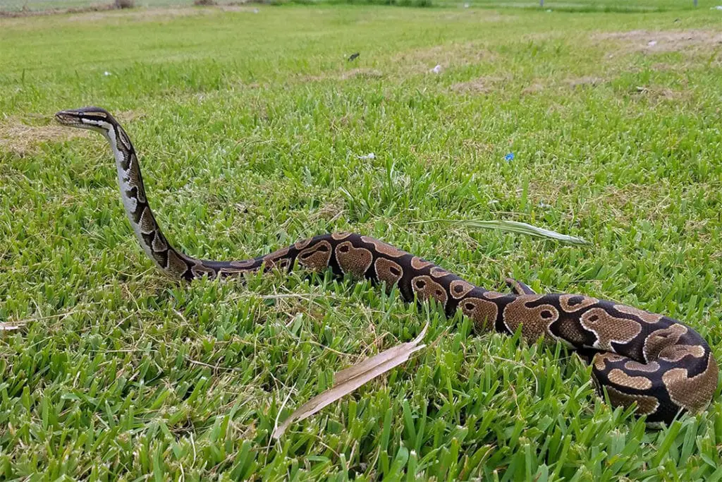 escaped ball python