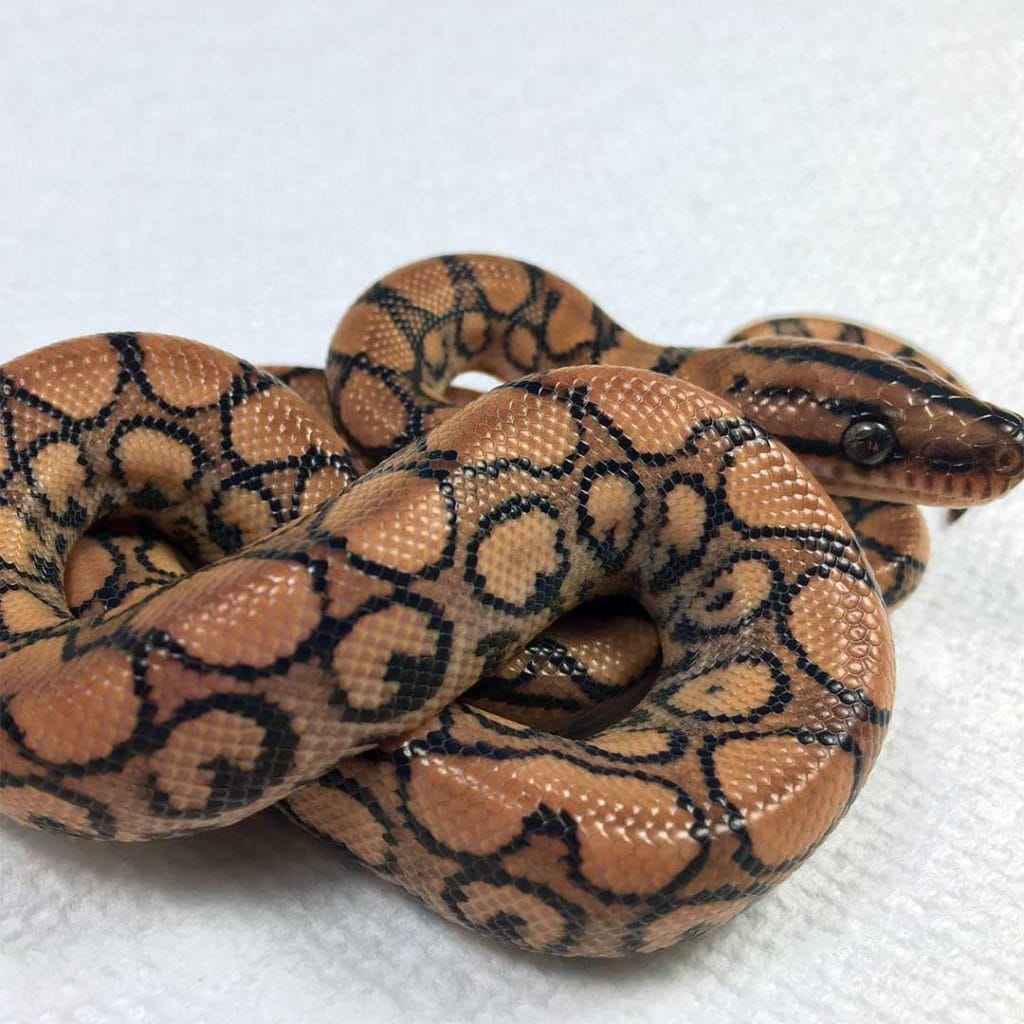 eugene stripe rainbow boa