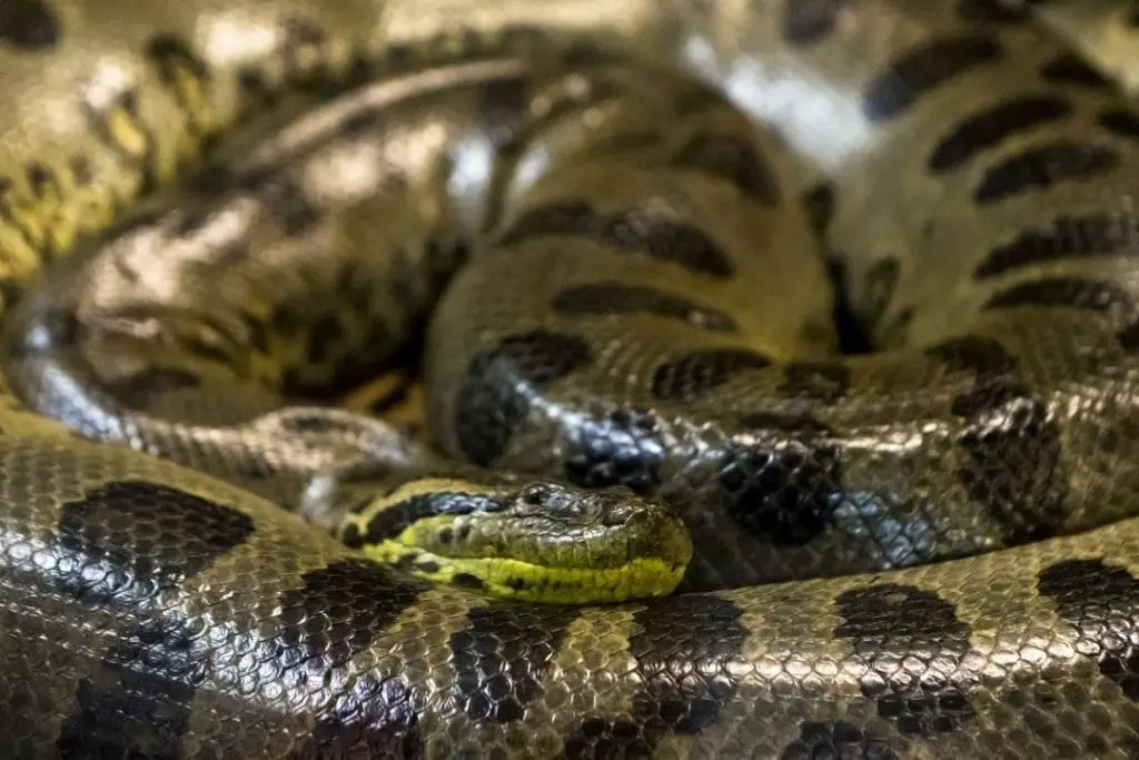 large green anaconda