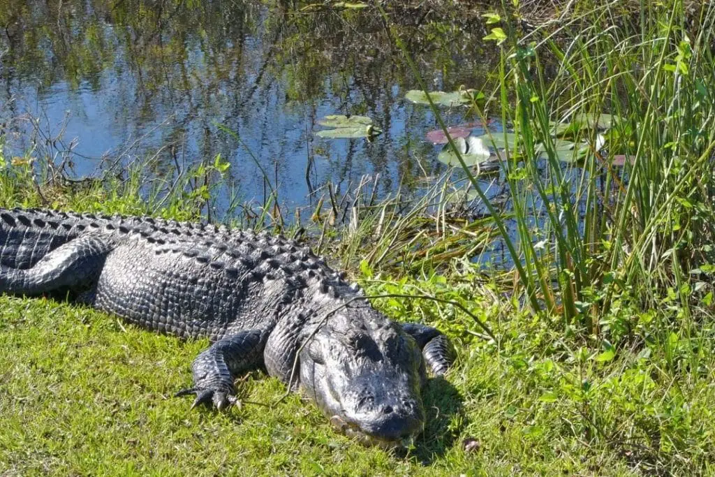 alligator in florida's everglades