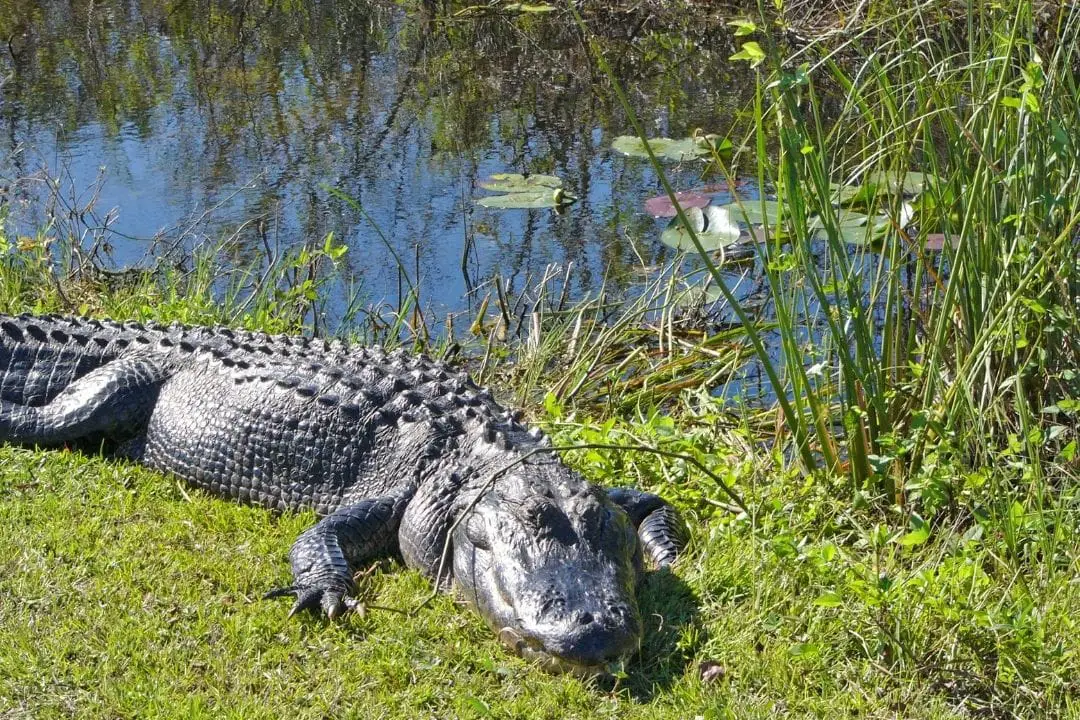 How Burmese Pythons Became a Problem in Florida - ReptileHow.com