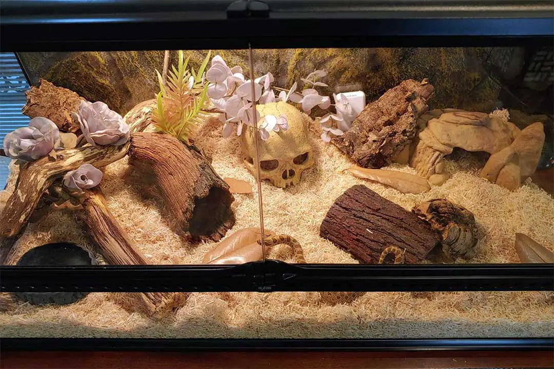 Western Hognose Snake Care Sheet Guide)