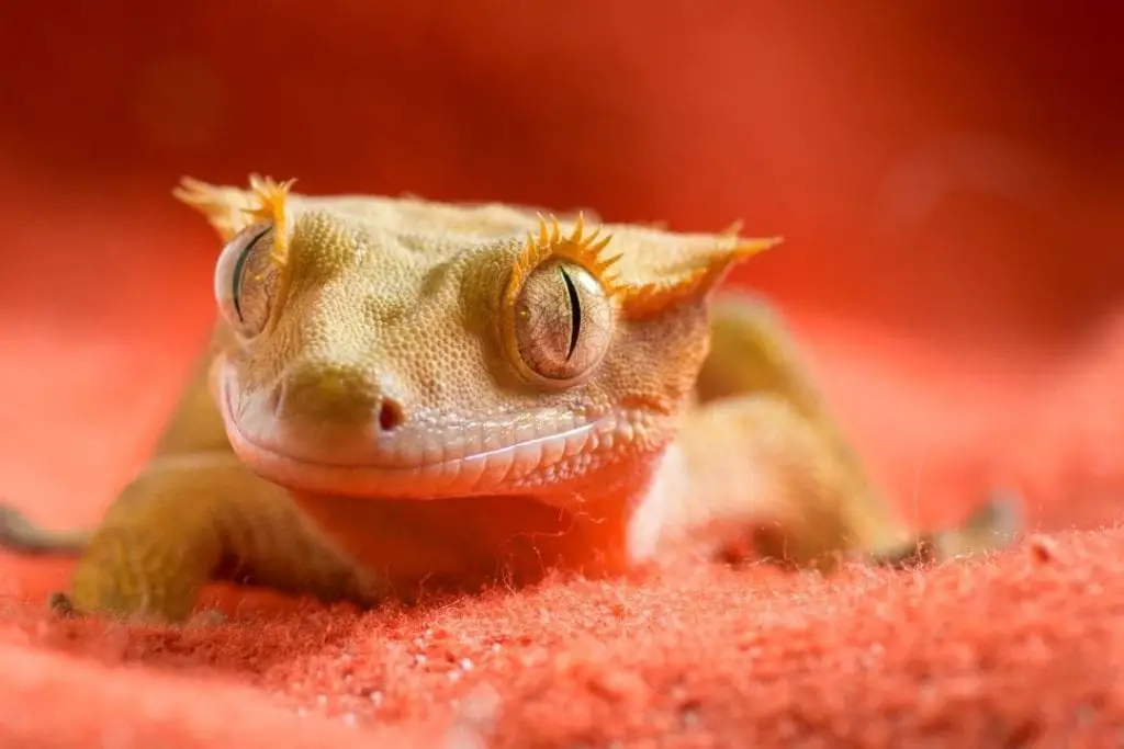 eyelash gecko under uvb lights