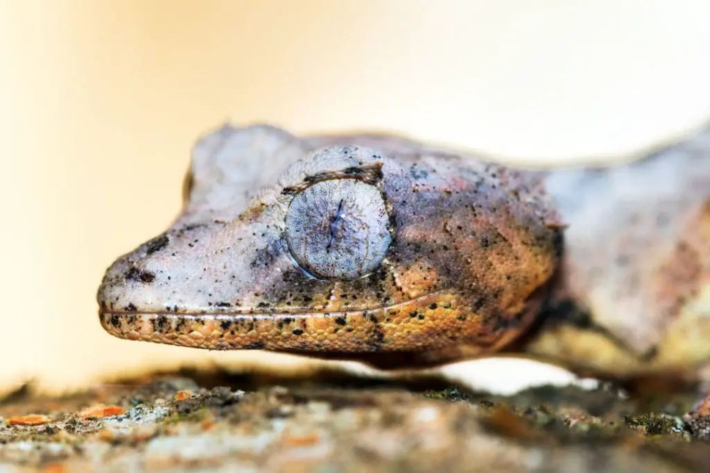 eyeleash leaf tailed gecko closeup