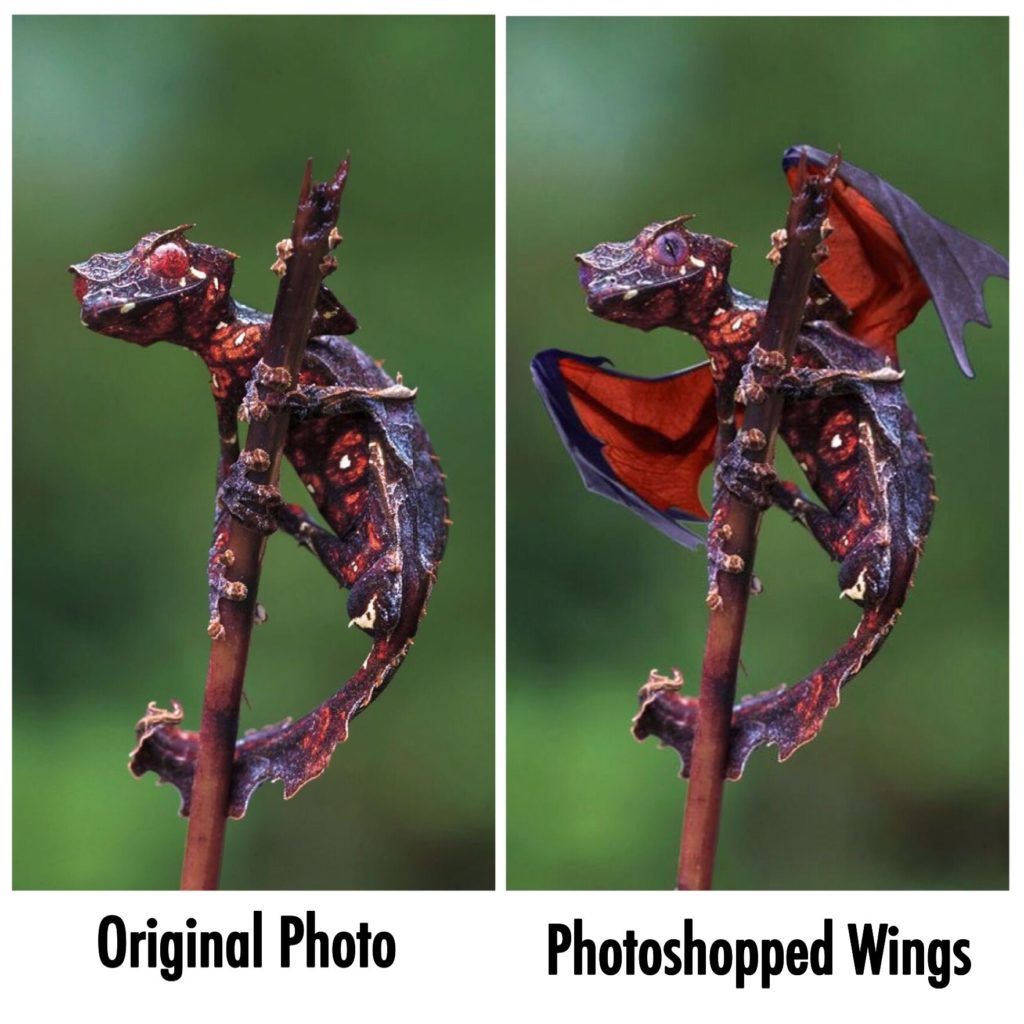 satanic leaf tailed gecko with fake wings