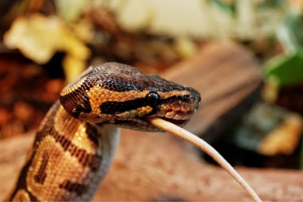 ball python feeding on a rat