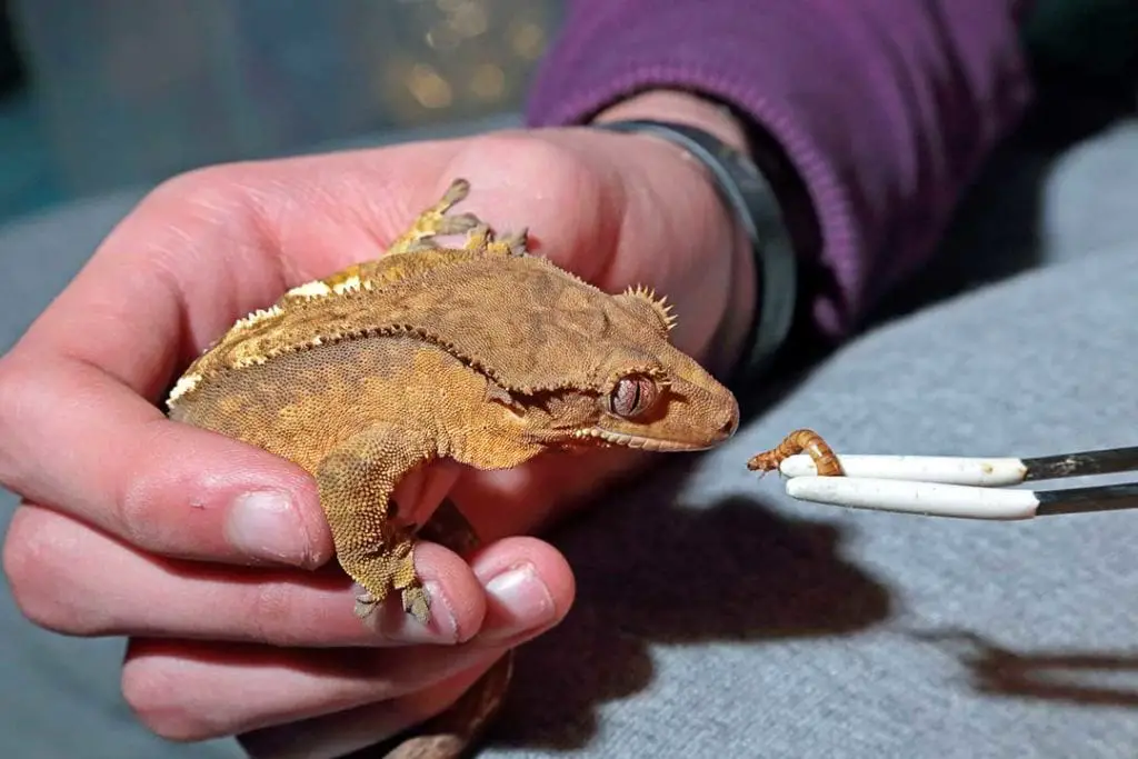 feeding a crested gecko in captivity