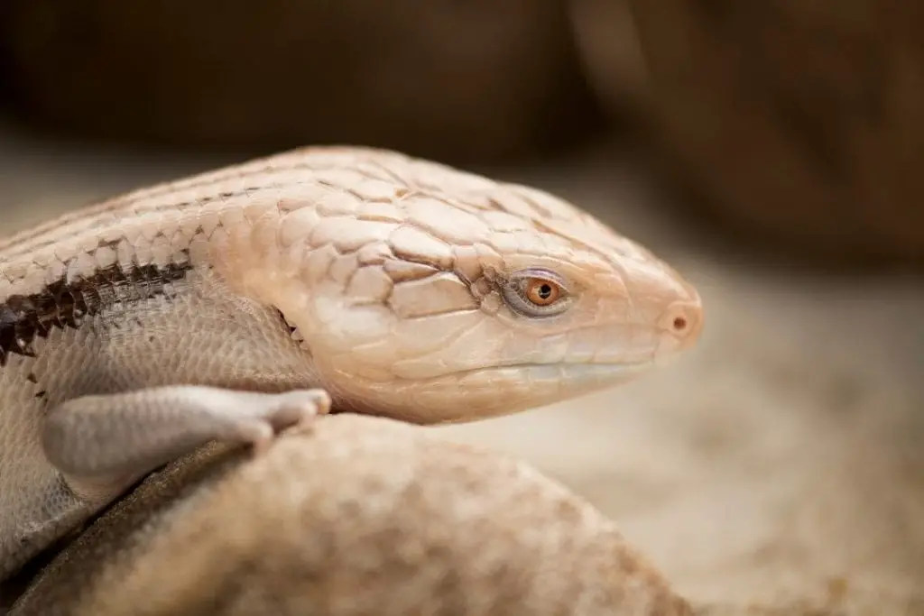 female blue tongue skink