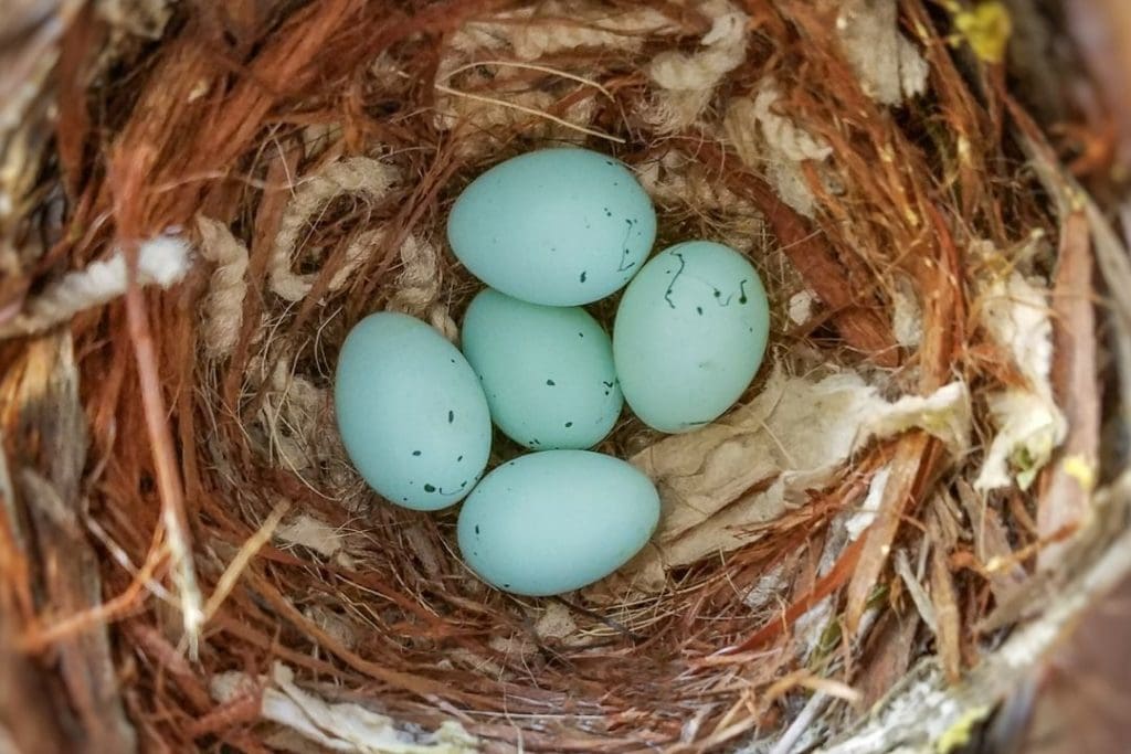 finch eggs in a nest