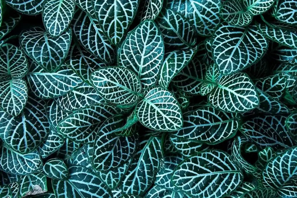 fittonia verschaffeltii