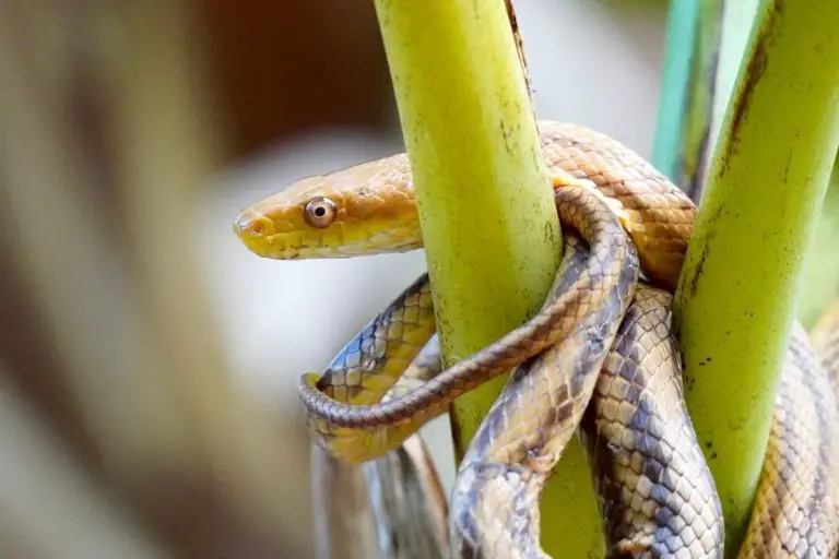 20 Species Of Black And Yellow Snakes (With Pictures) - ReptileHow.com