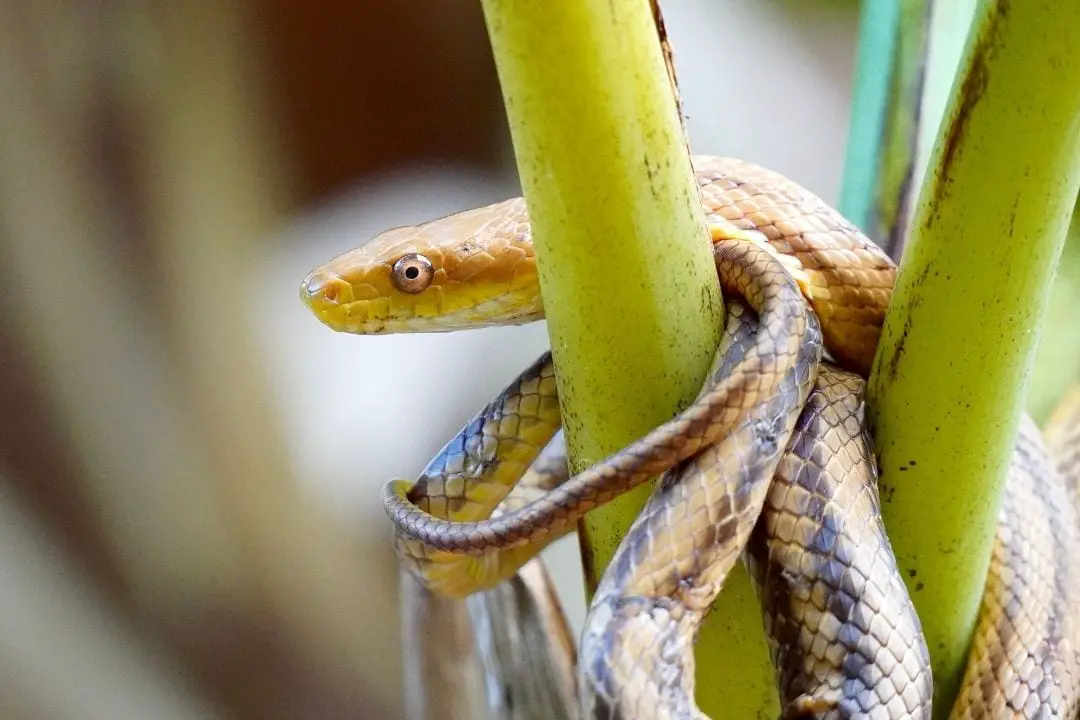 Are Eastern Rat Snakes Dangerous? - Reptilehow.com