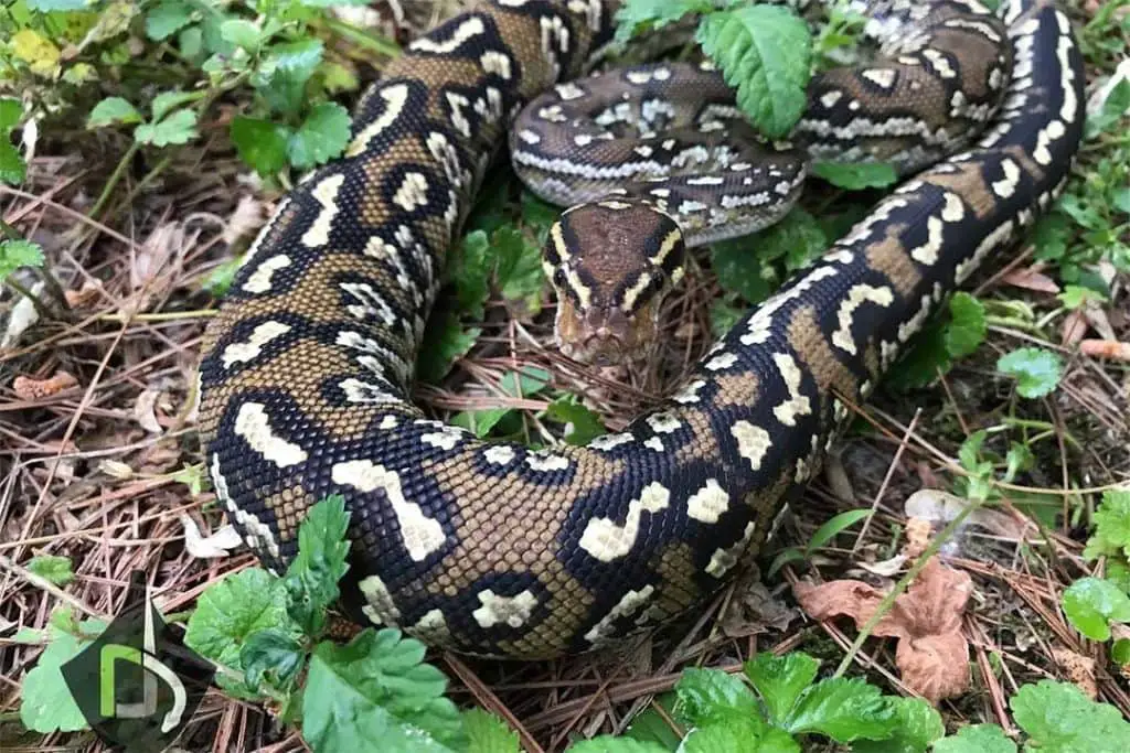 recently shed adult female python anchietae