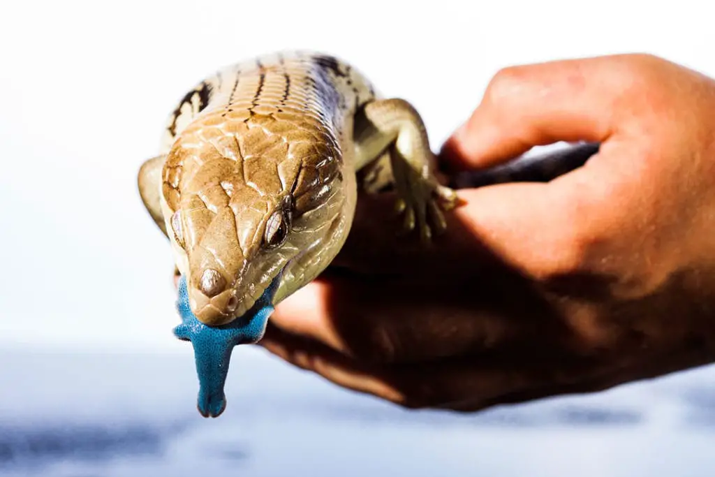 friendly blue tongued skink