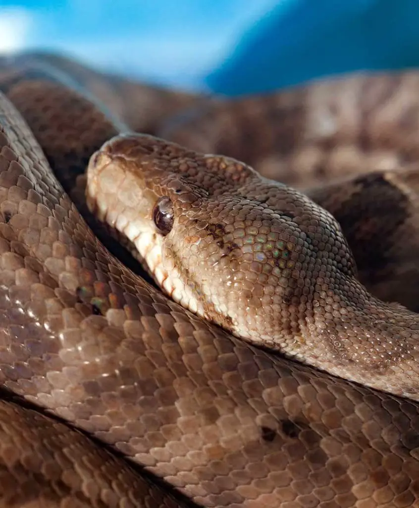 garden phase amazon tree boa