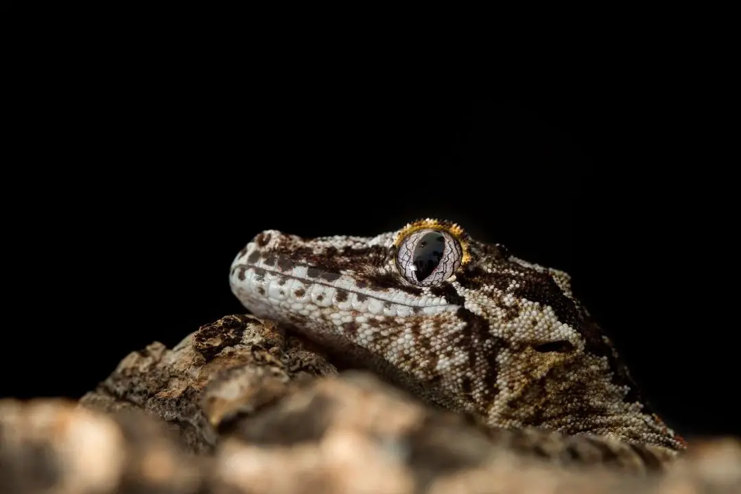 adult closeup of a gargoyle gecko
