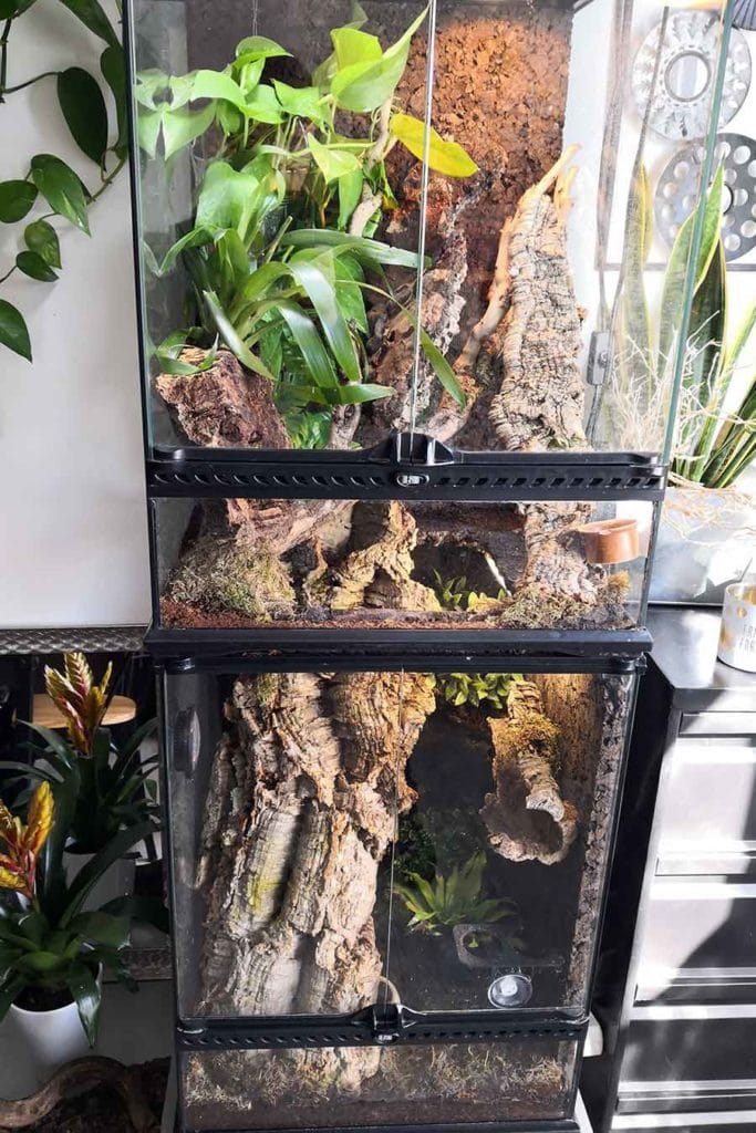 two adult size enclosures for gargoyle geckos