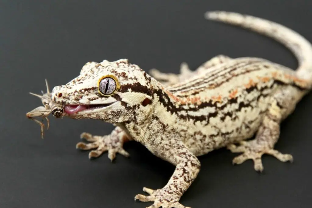 gargoyle gecko eating