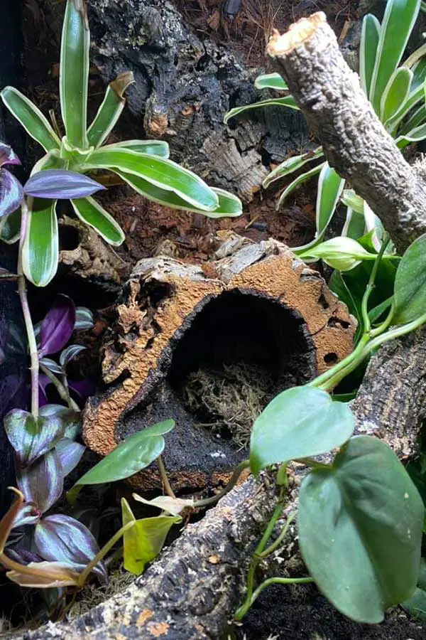 shelter in a gargoyle enclosure