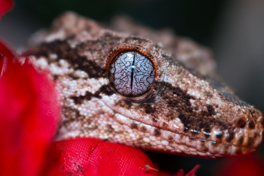 gargoyle gecko eye closeup