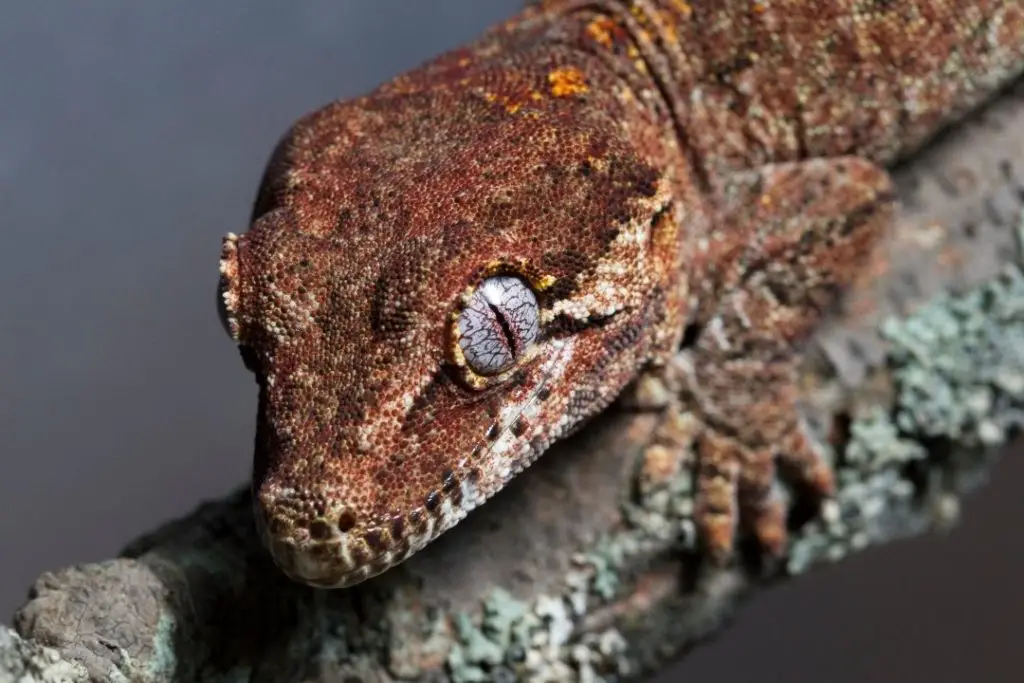 gargoyle gecko's head