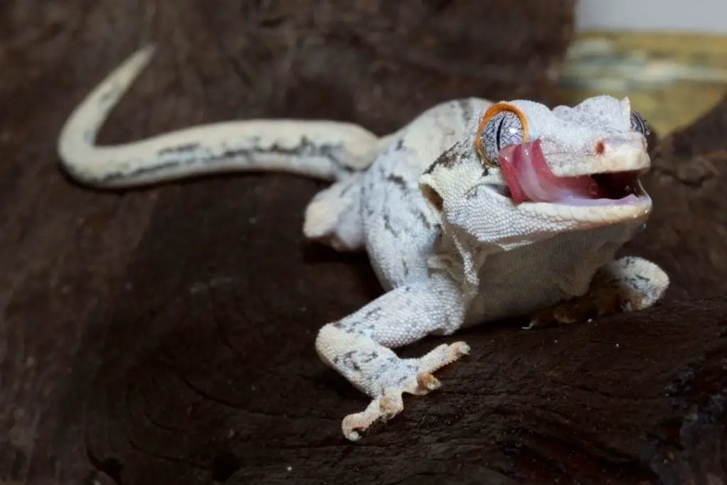 gargoyle gecko licking its eye