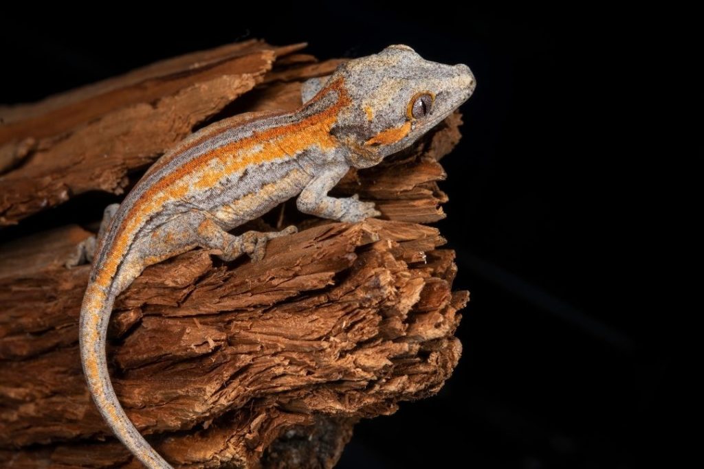 gargoyle gecko morphs