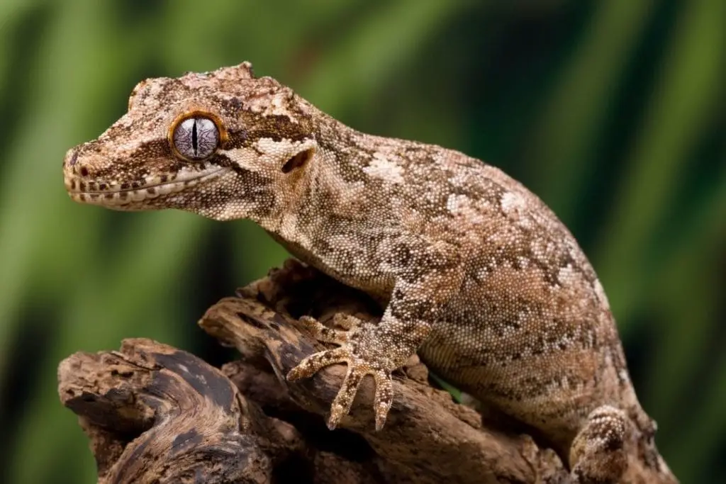 gargoyle gecko waiting for food