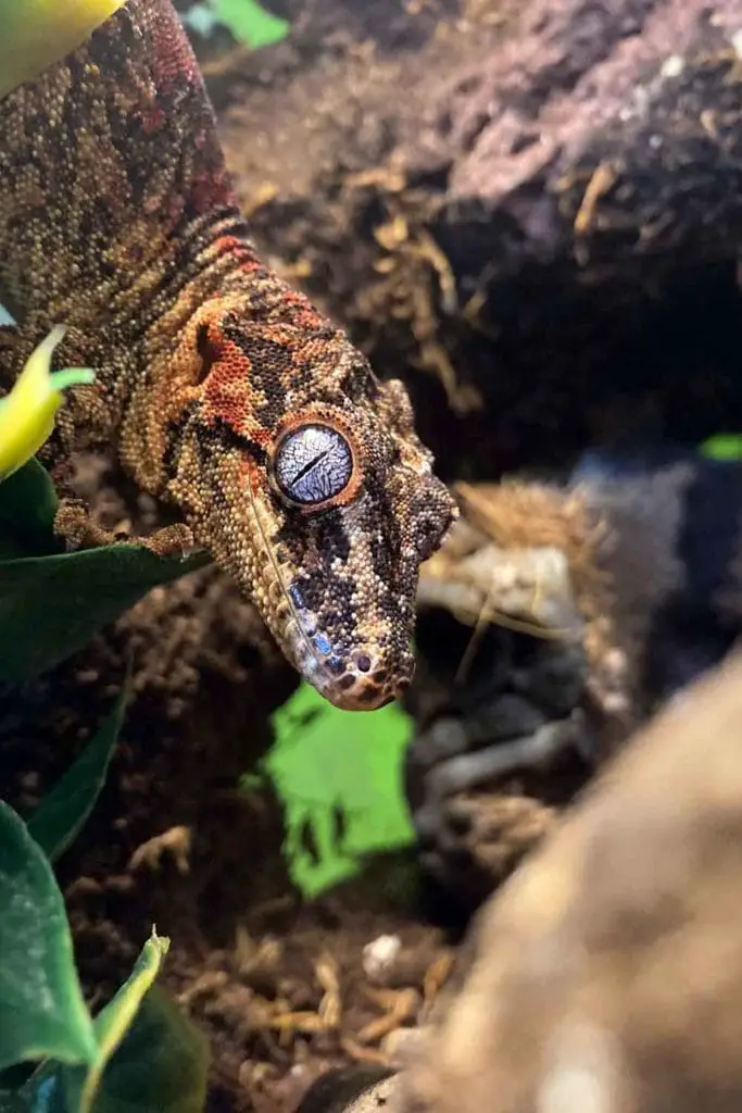 gargoyle gecko and its tank substrate