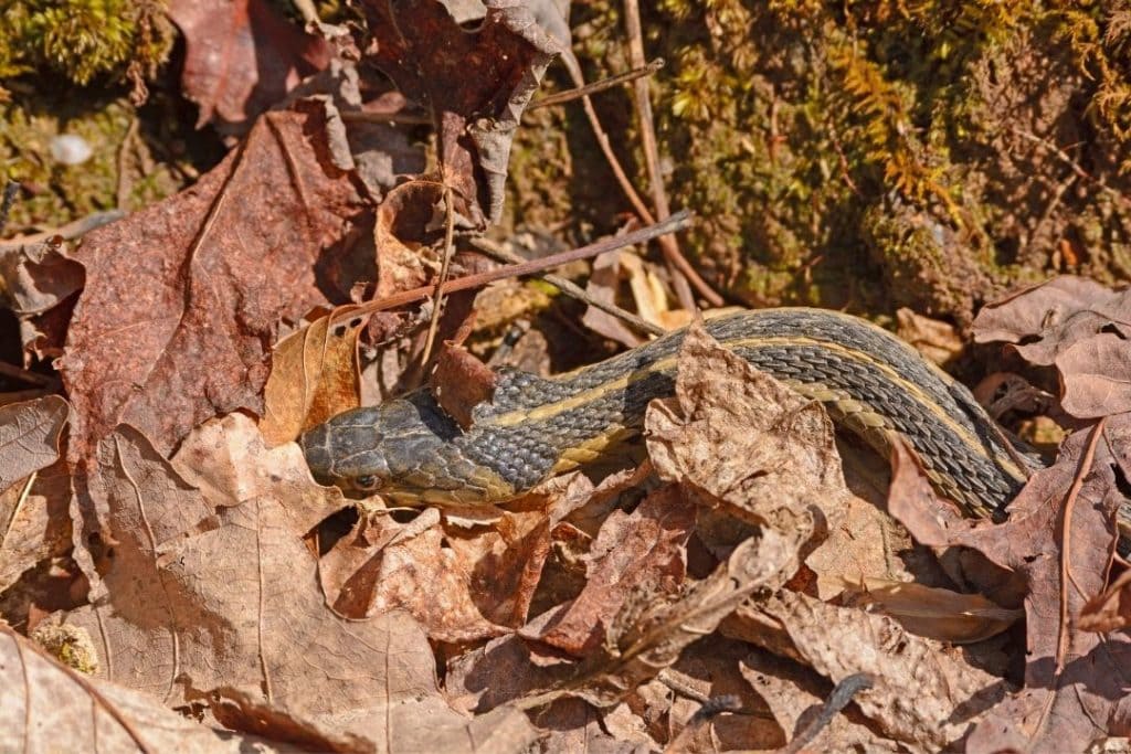 garter snake hiding in autumn leaves