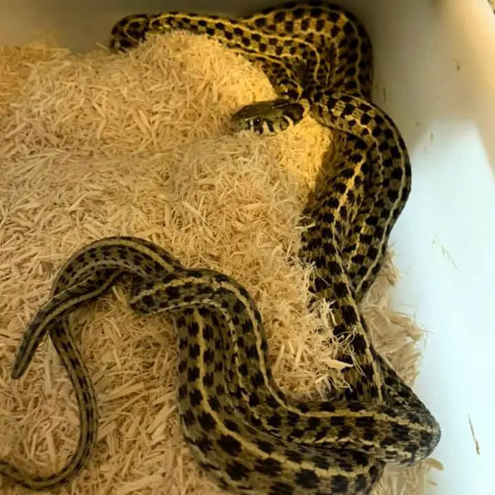garter snake burrowing in aspen bedding