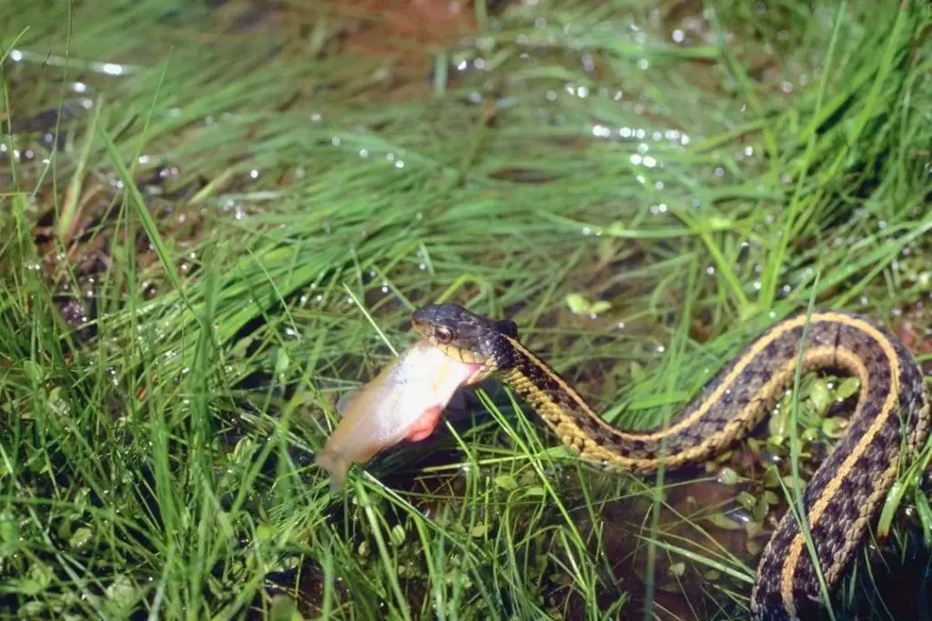 garter snake eating fish