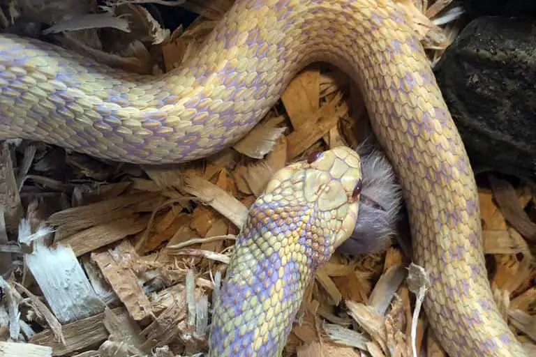 garter snake eating mouse