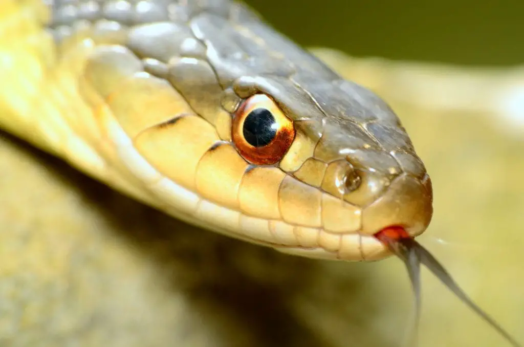 garter snake eyes