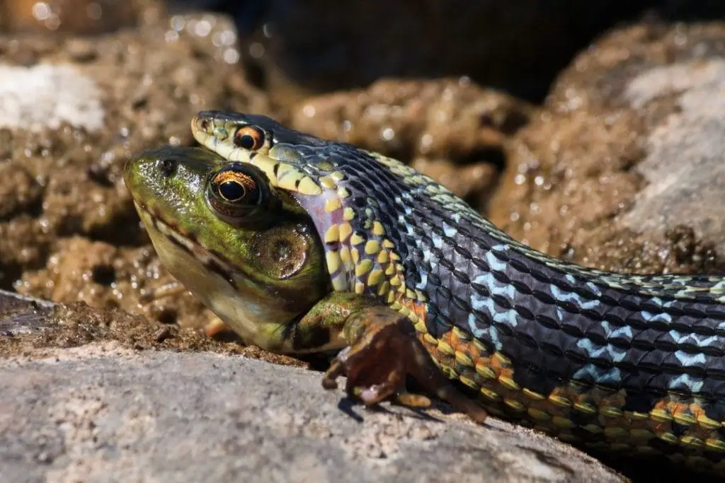 thamnophis snake eating a frog