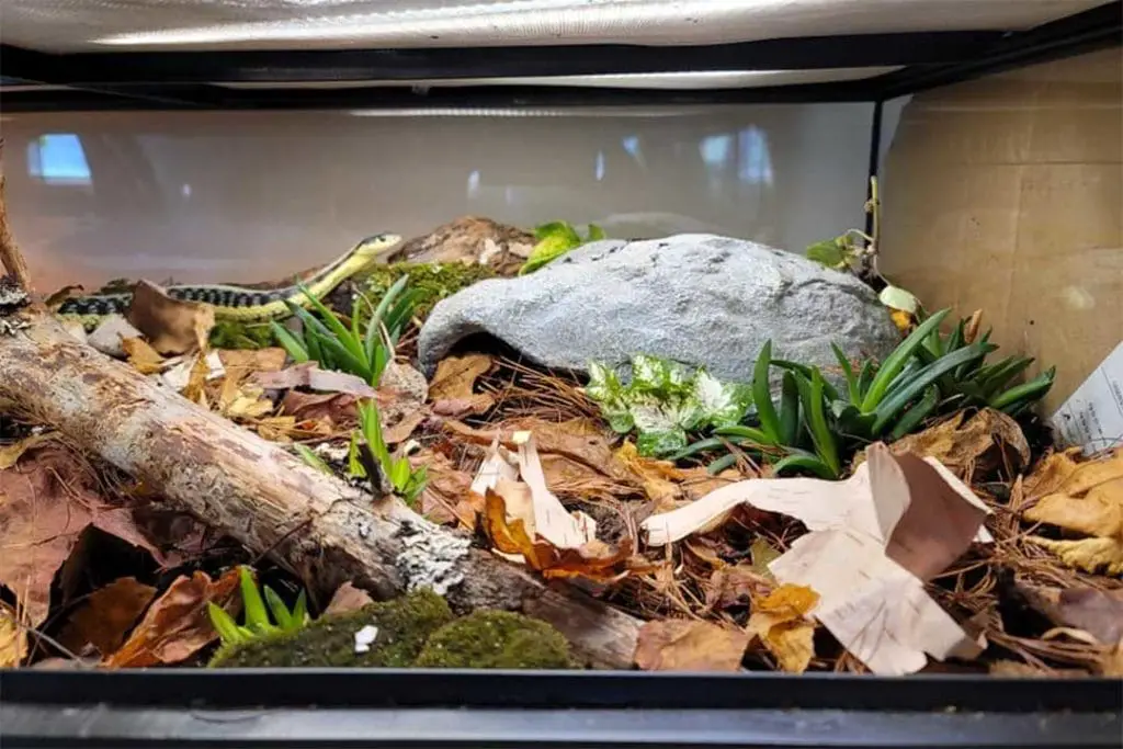 garter snake inside its enclosure