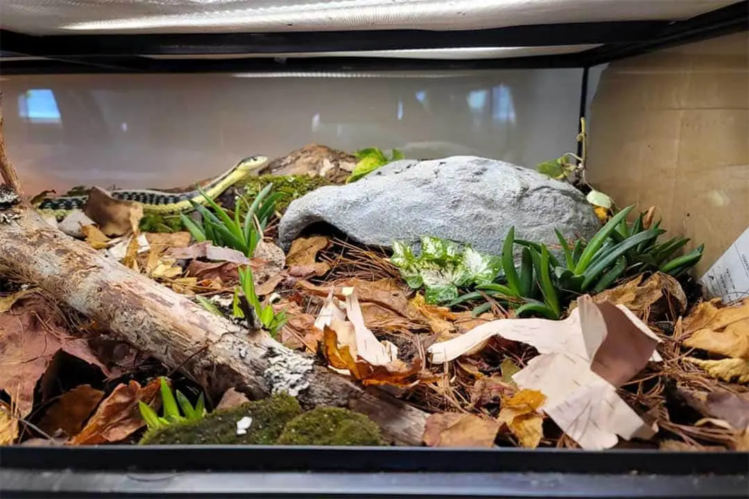 Garter Snake Care Sheet (Complete Guide) - ReptileHow.com