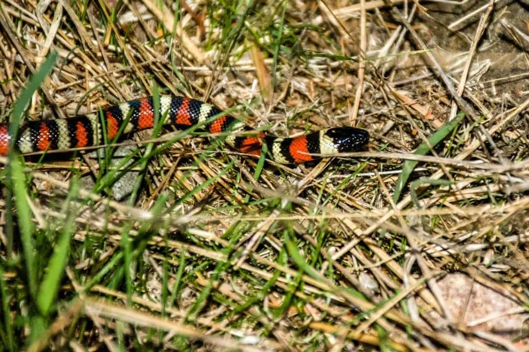 king snake in georgia in the wild