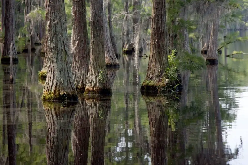 swamp trees in georgia