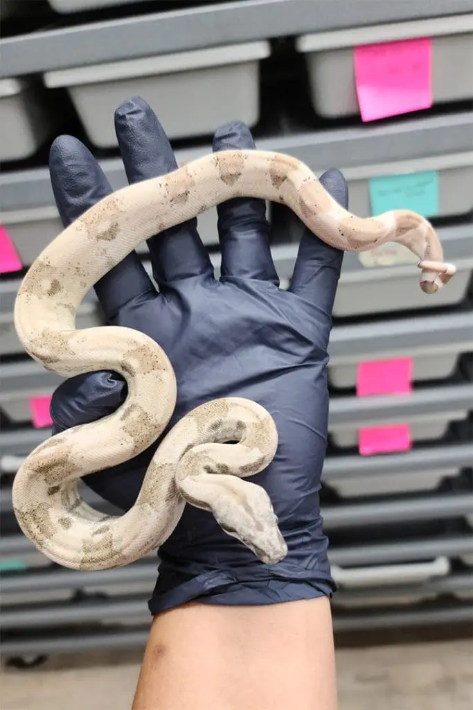 ghost morph boa constrictor