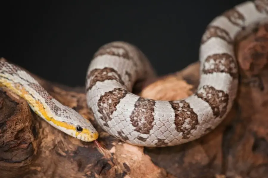 ghost morph corn snake