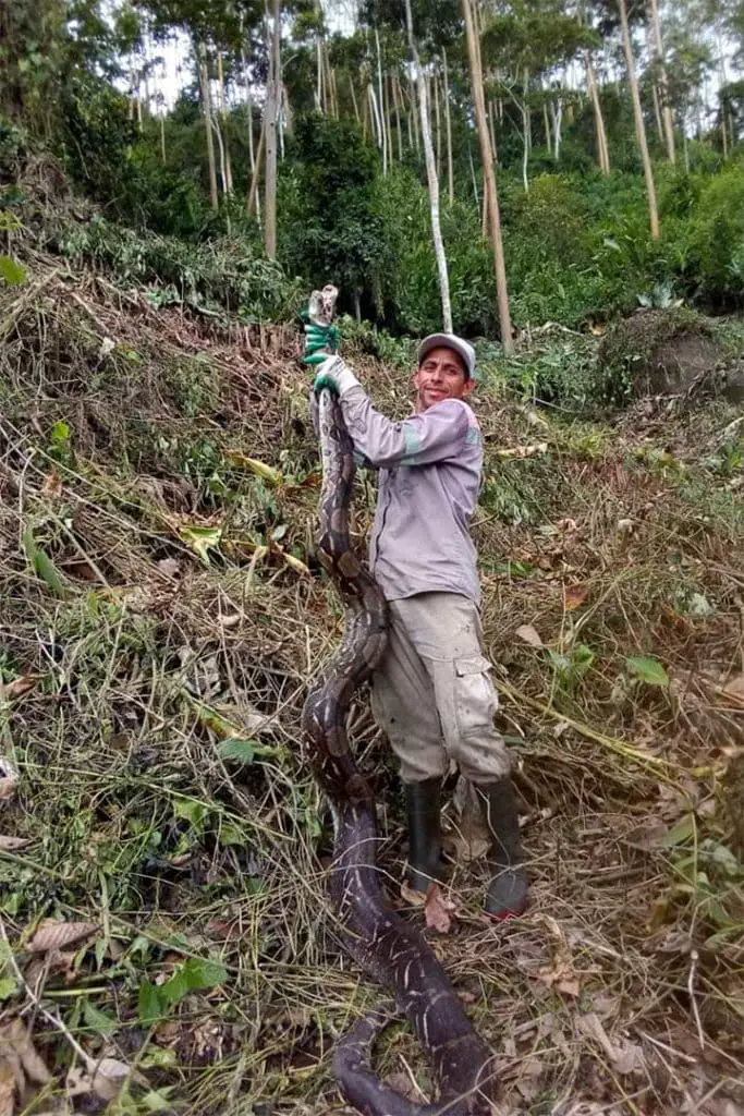 giant boa in costa rica