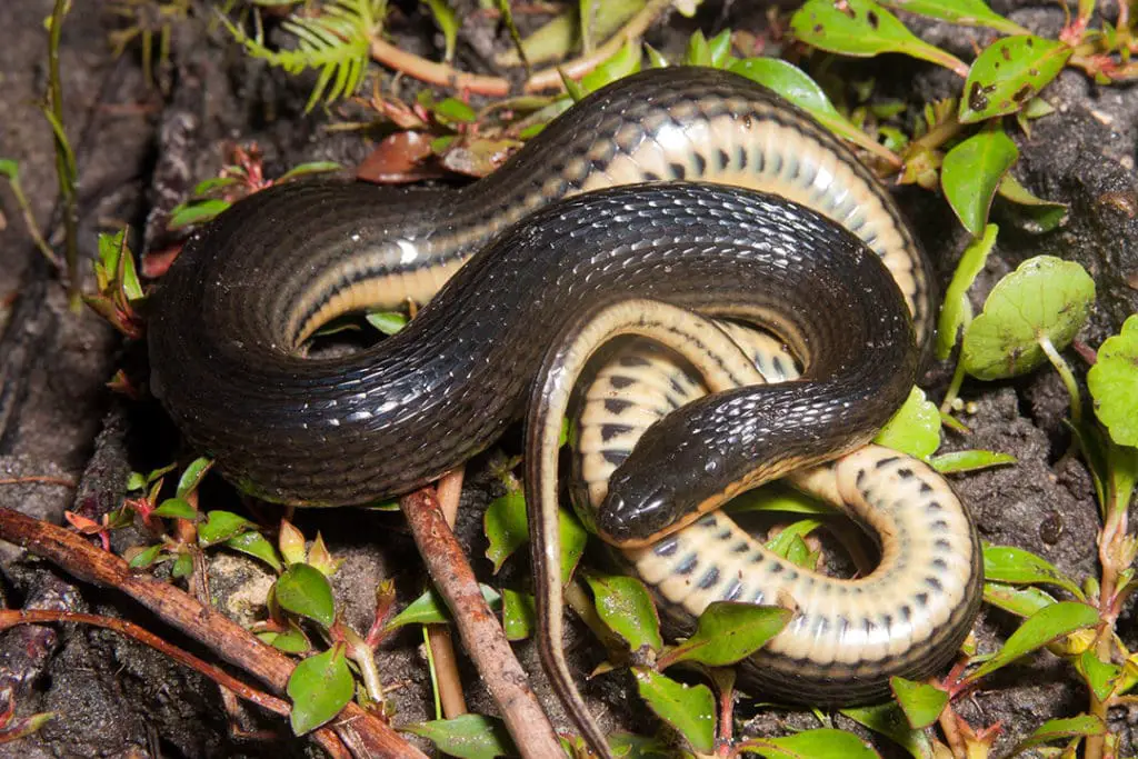 glossy crayfish snake