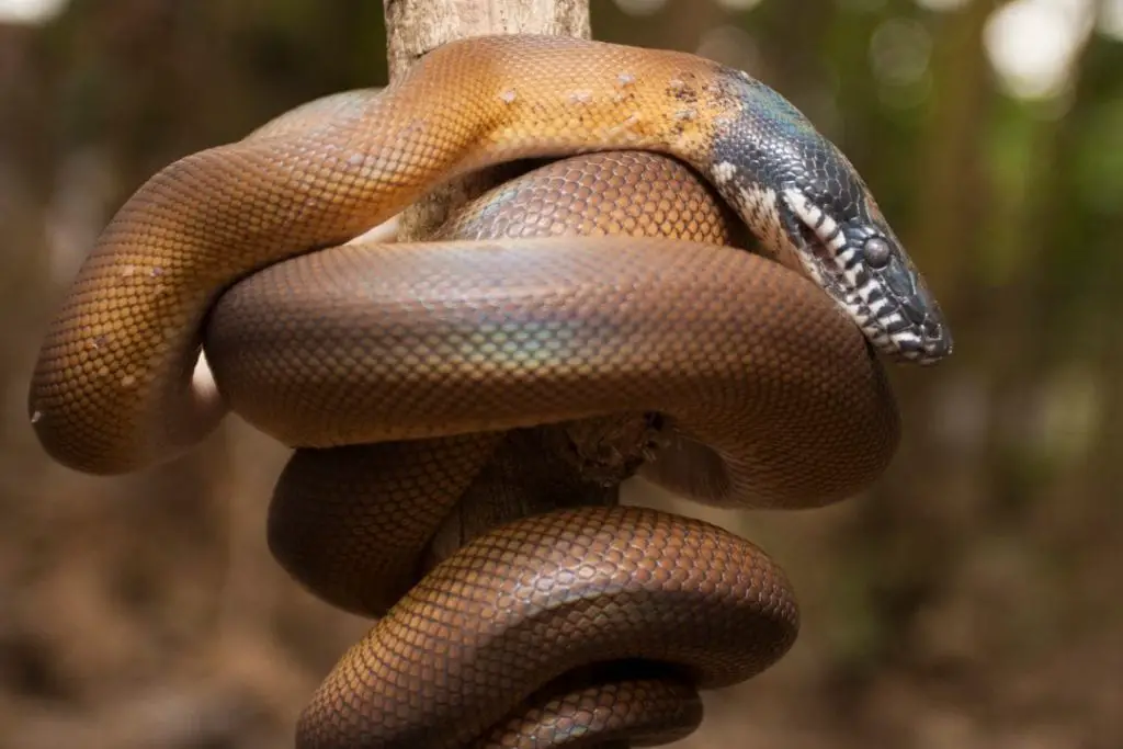 gold white lipped python on a branch