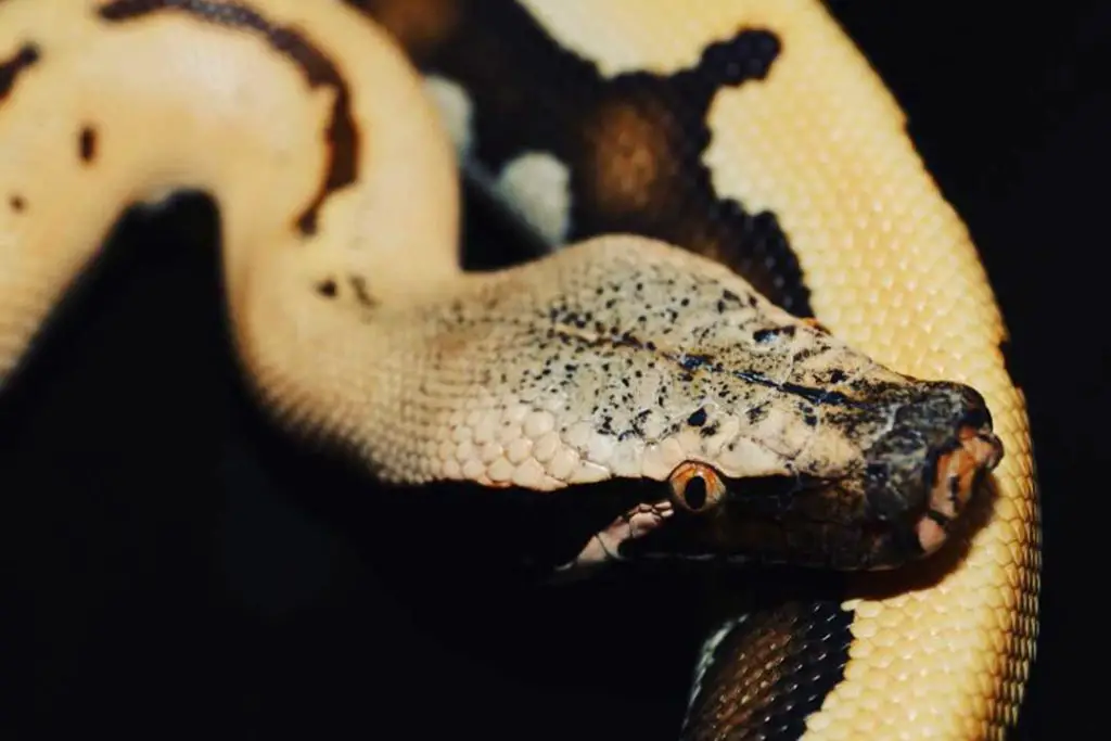 goldeneye blood python