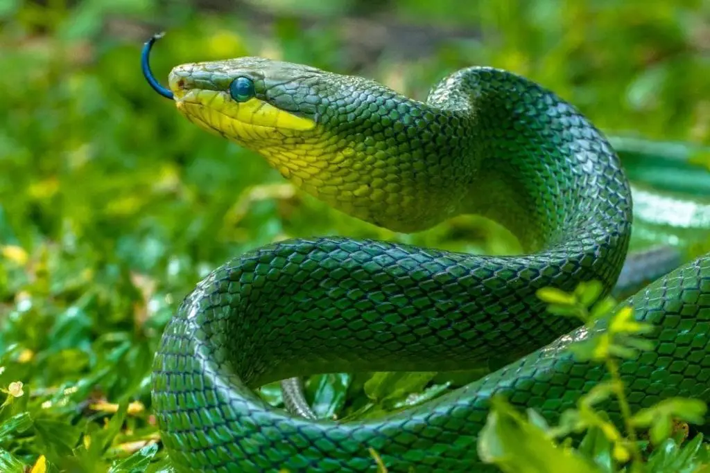 Gonyosoma oxycephalum (Arboreal Rat Snake) 