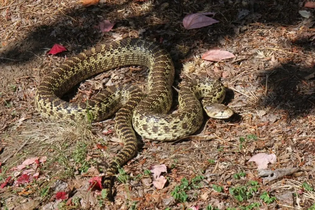 gopher snake in the wild
