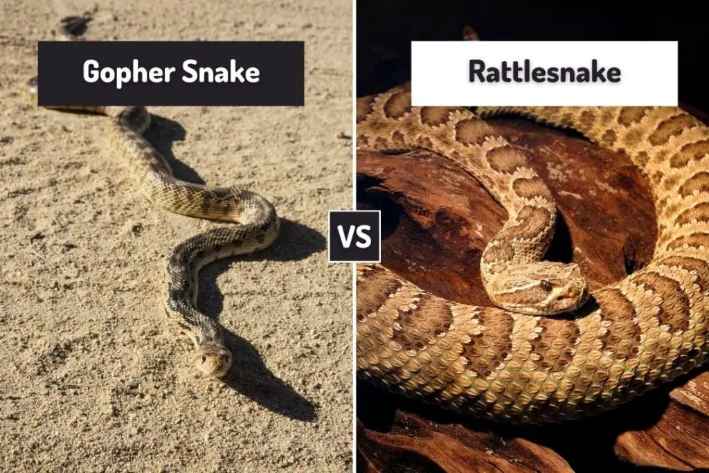 gopher snake and rattlesnake bodies compared