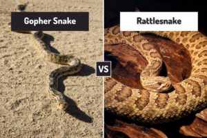 Gopher Snake Vs Rattlesnake (7 Differences) - ReptileHow.com